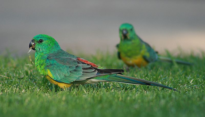 Red Rumped Parrot Males