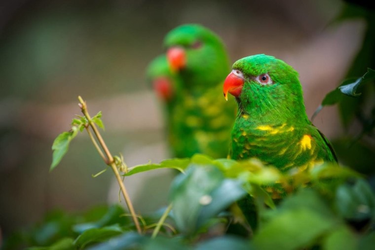 Scaly Breasted Lorikeets side view close up_Jurra8_Shutterstock