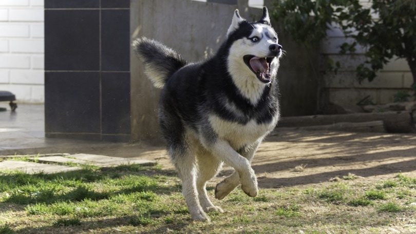 husky siberiano corriendo en el patio