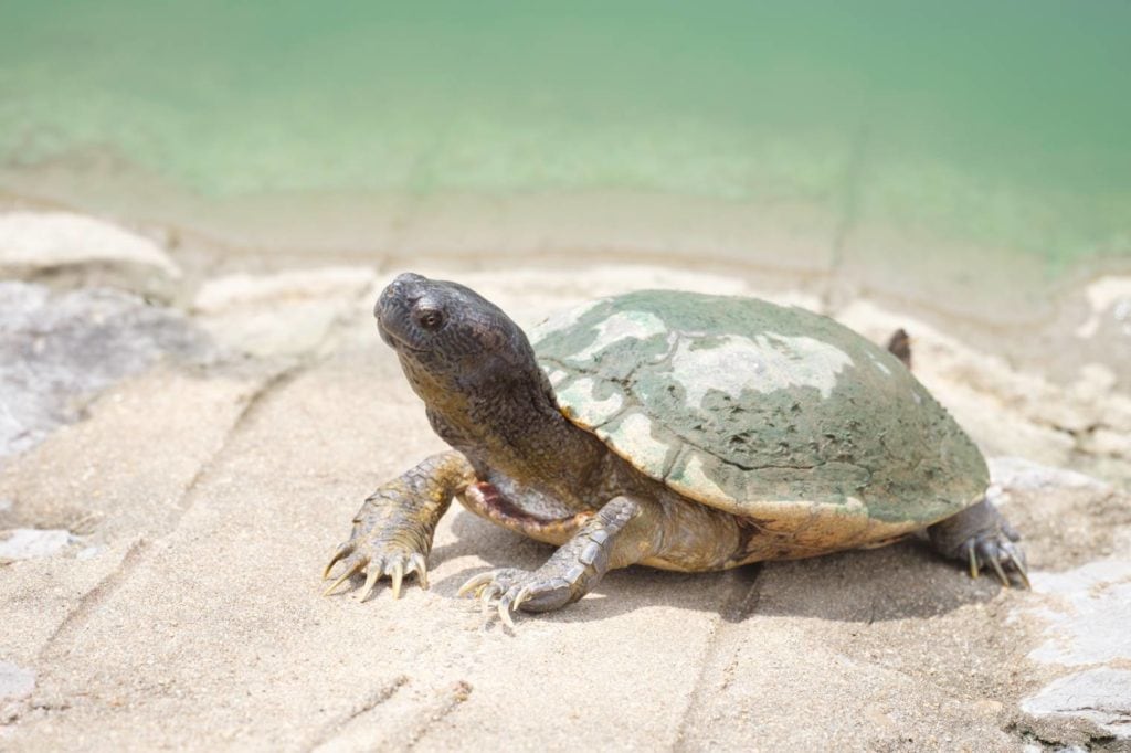 Полосатая грязевая черепаха, вид сбоку_Feelartfeelant_Shutterstock