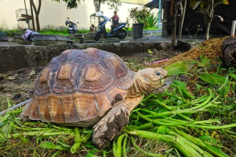 Sulcata Tortoise Walking Around eats vegetables with water spinach