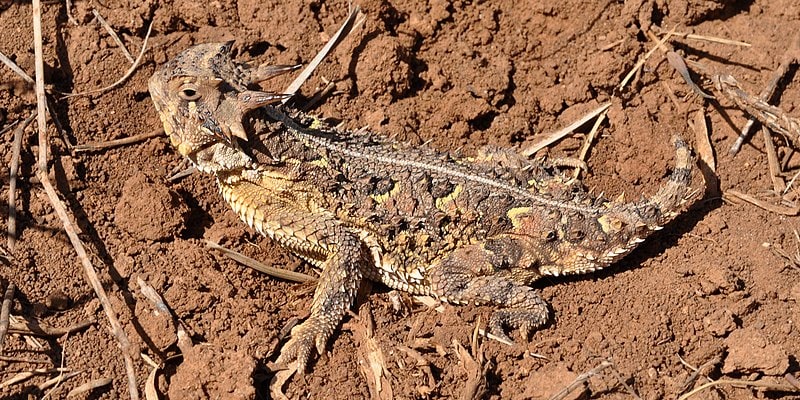 Texas horned lizard (Phrynosoma cornutum), Armstrong County, Texas, USA (28 April 2013)