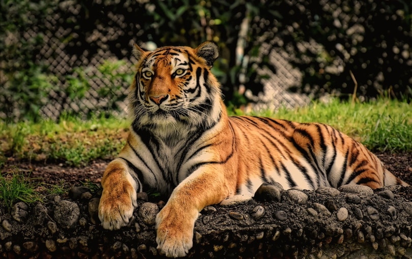 Tiger on a stone path