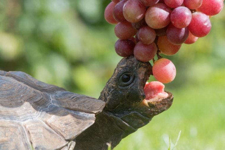 Tortoise eating grapes