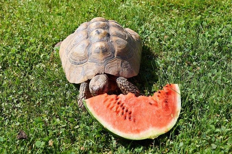 Tortoises Eat Watermelon