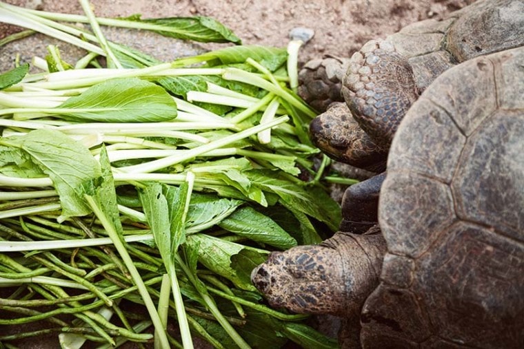 Tortoises Eating Spinach