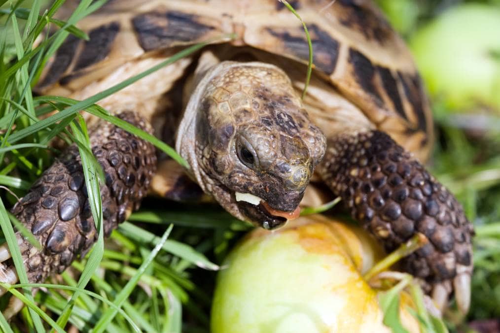 Tortugas comiendo primer plano de manzana