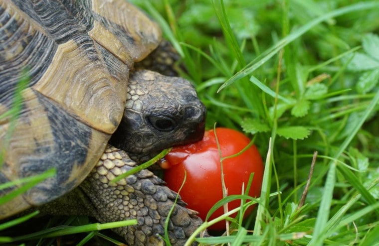 Tortoises side view eating tomato_TG23_Shutterstock
