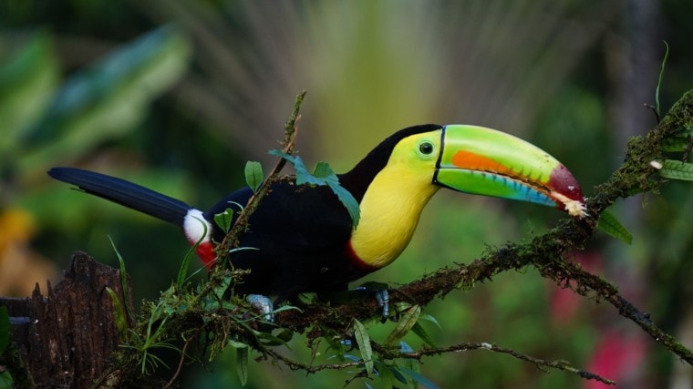 Toucan side view in the wild_Pixabay
