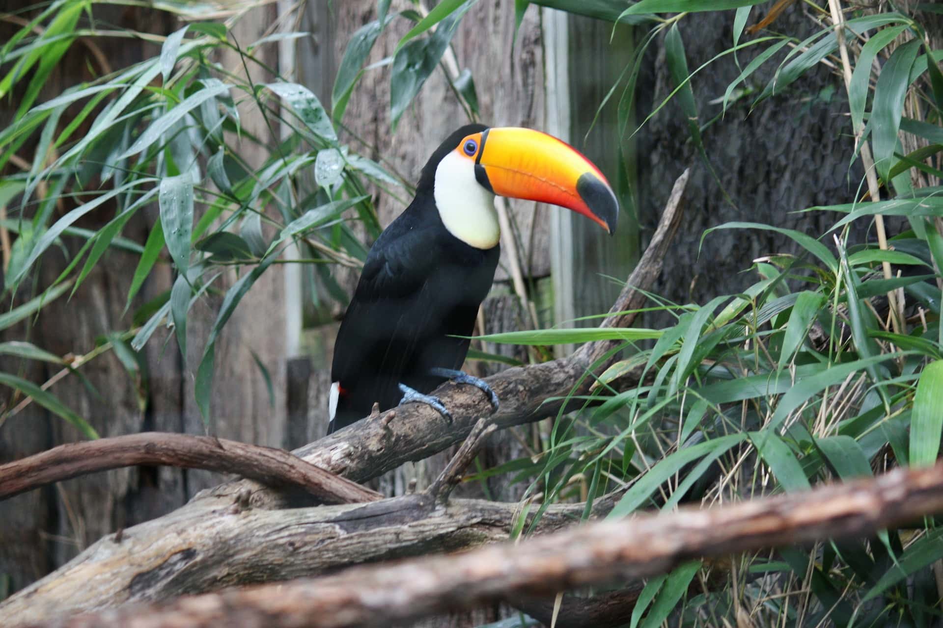 Toucan side view_Pixabay