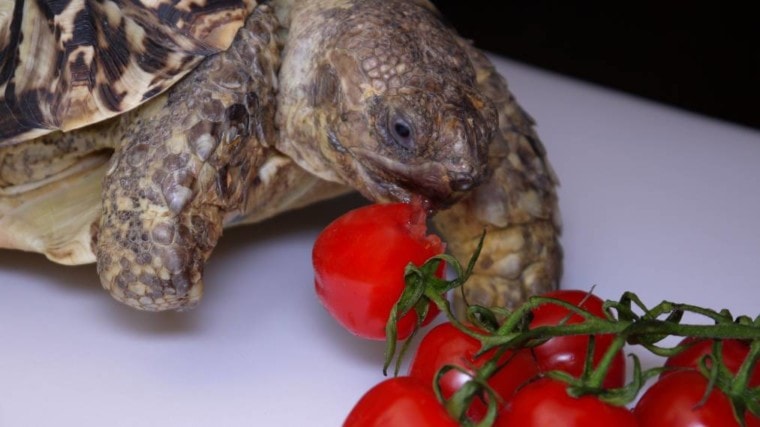 Turtle Eat Tomatoes