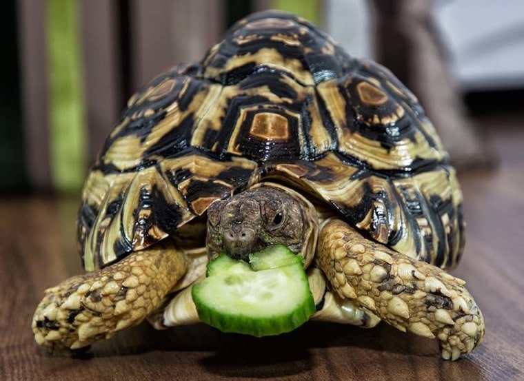 Turtle Eating Cucumber