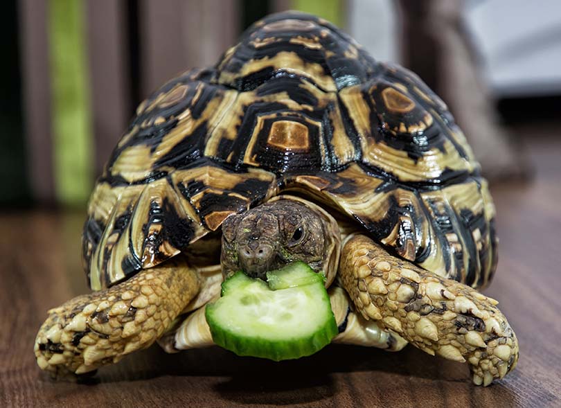 Can Red Eared Slider Turtles Eat Cucumbers? 2