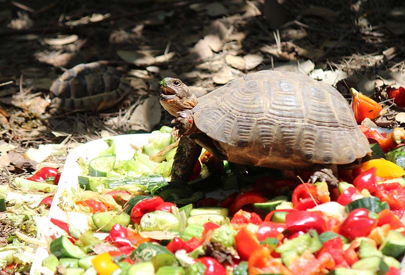 Can Box Turtles Eat Apples? 2