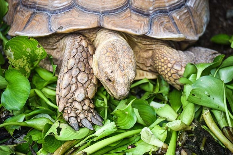 Turtle Eating Kale