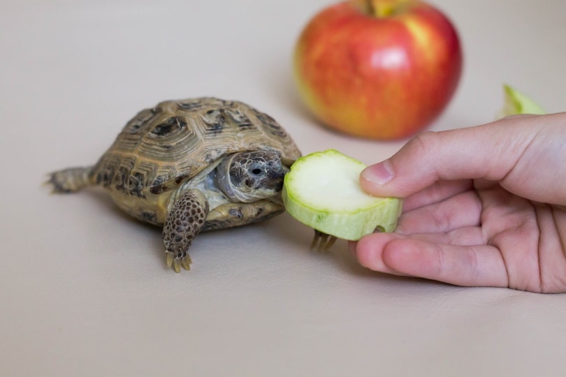 Turtle being fed eggplant slice