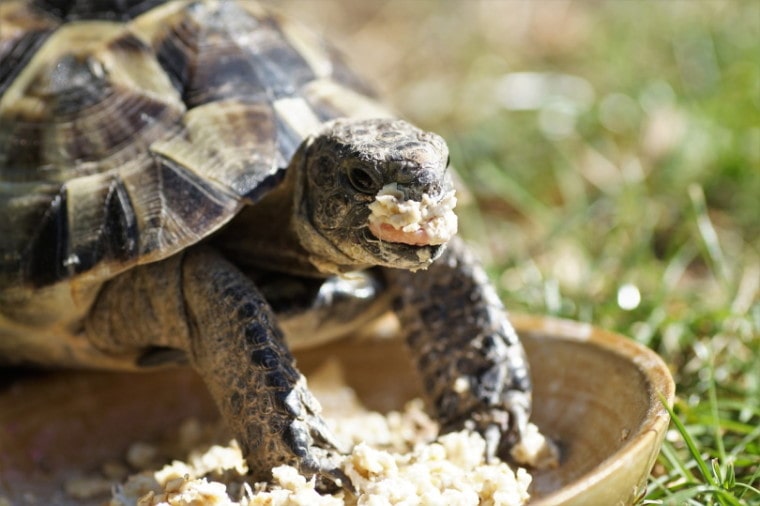 Turtle eating from a bowl