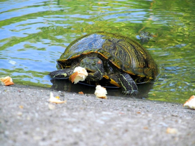 Turtles Eat Bread_Melinda Michener_Shutterstock
