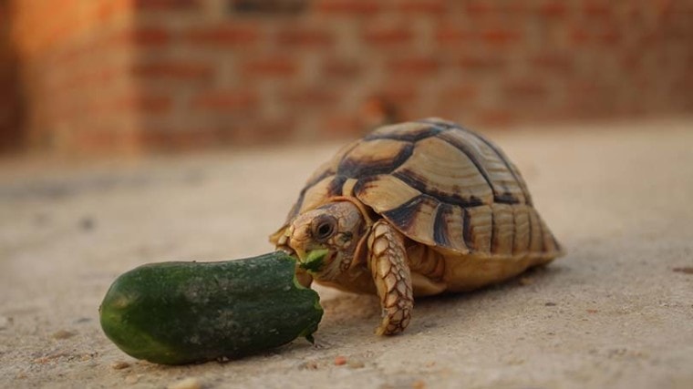Turtles Eat Cucumbers