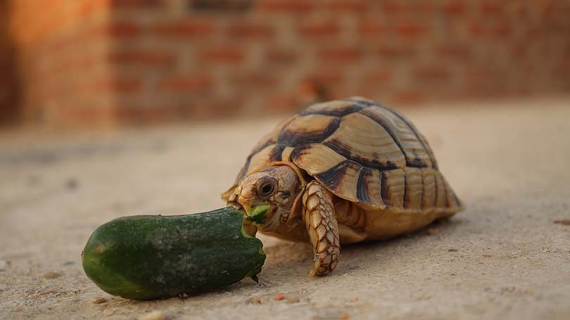 Can Red Eared Slider Turtles Eat Cucumbers?