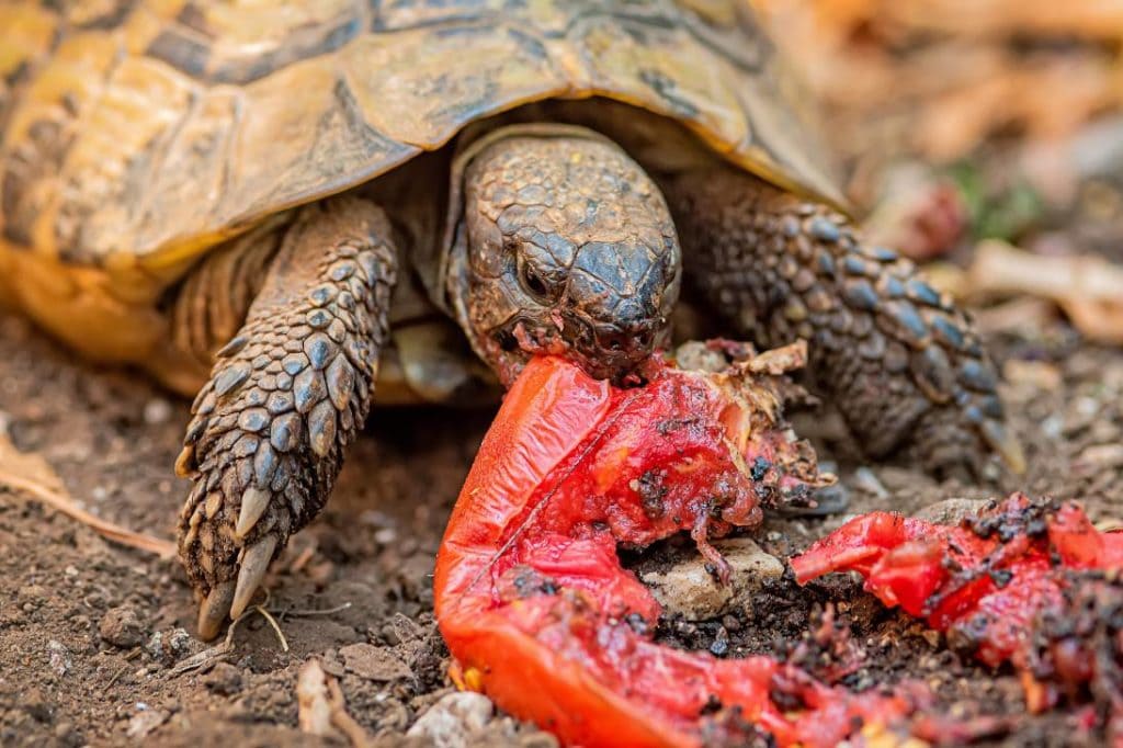 can box turtles eat tomatoes