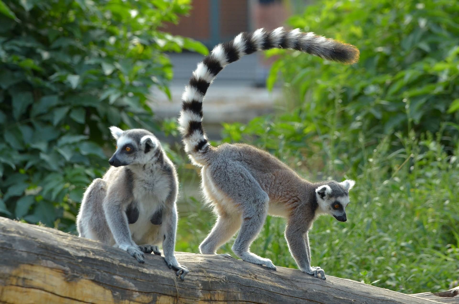 5. Lemurs Make Smelly Pets 