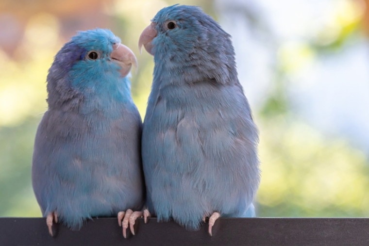 Two parrotlets on a fence
