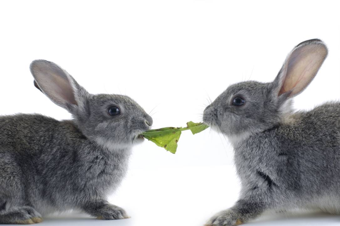 Two rabbit eat vegetable leaf