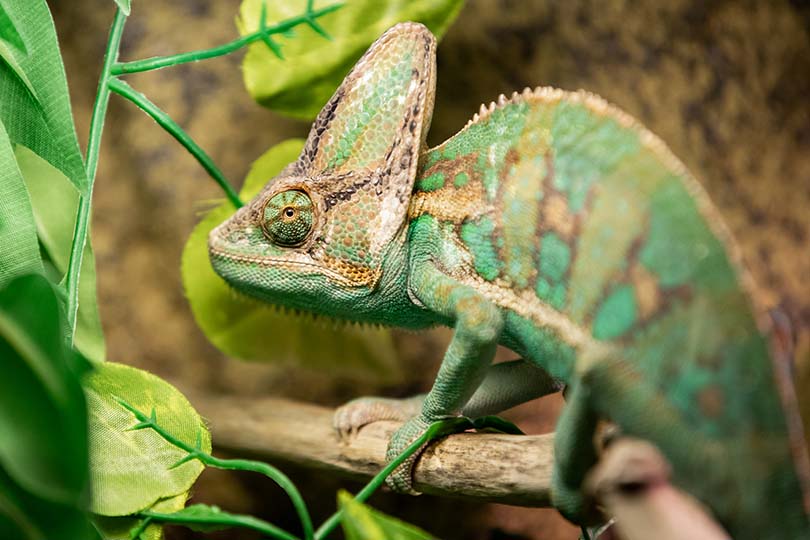 veiled chameleon changing colors