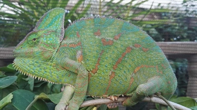 Veiled Chameleons