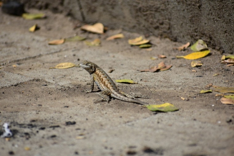 Western fence lizard on the concrete
