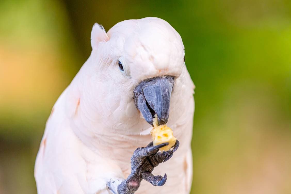 Can Macaws Eat Cheese?