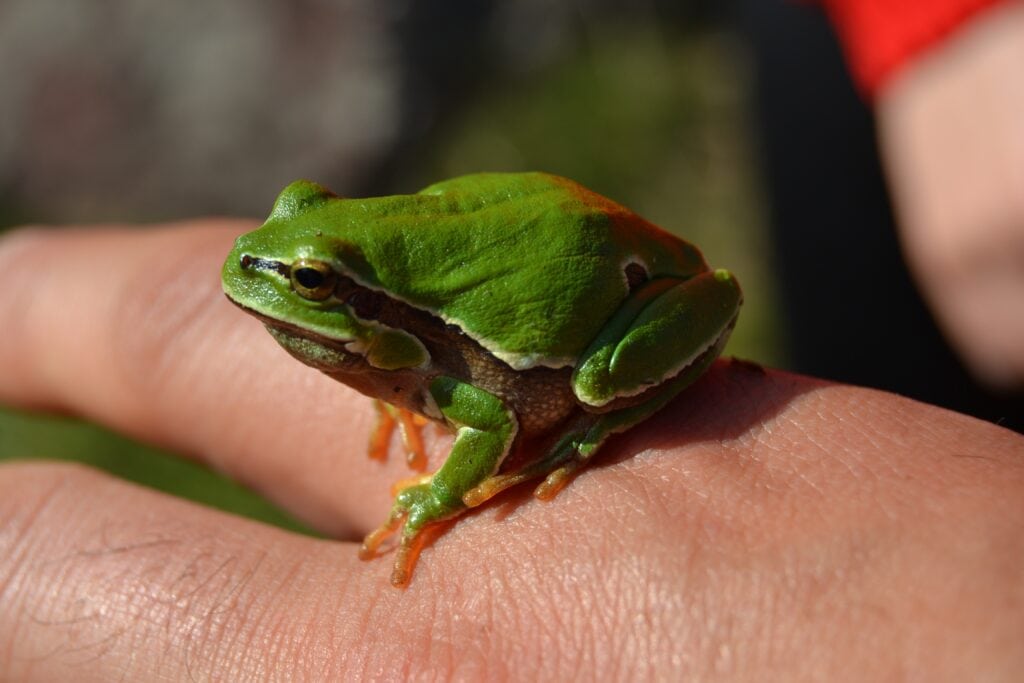 Wright Mountain Tree Frog