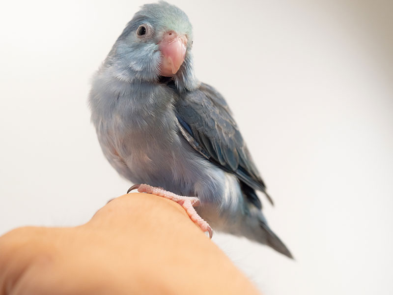 a baby turquoise parrotlet bird perching on human hand
