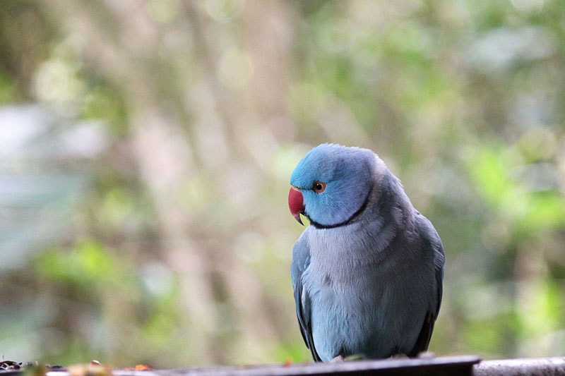a blue indian ringneck parakeet bird bird perching on metal bar