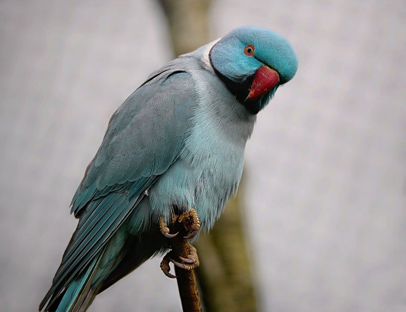 a blue indian ringneck parakeet bird perching on a stick