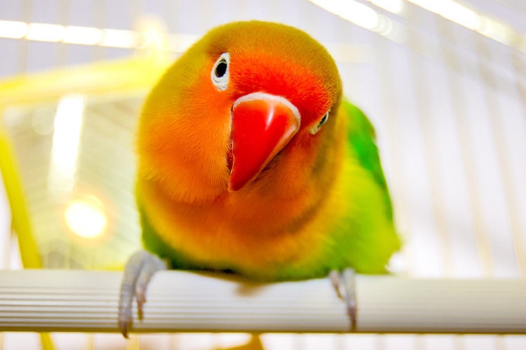 a close up of a red headed lovebird