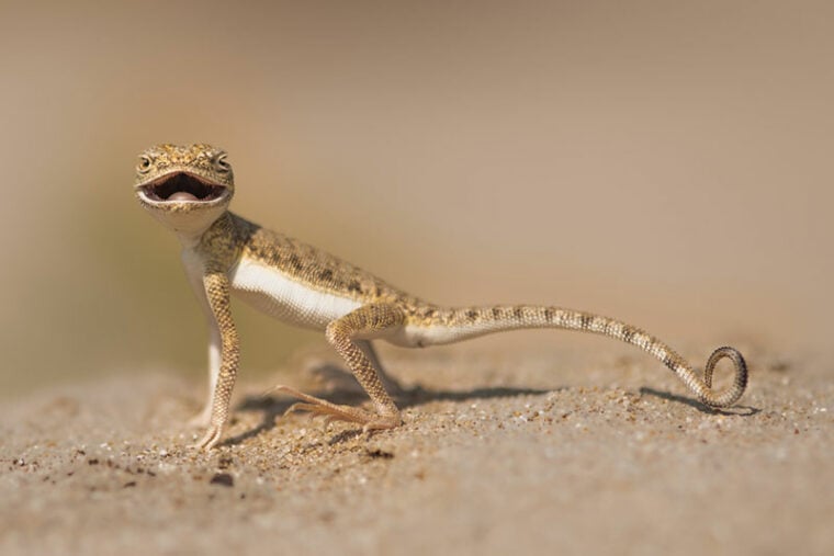a toad headed agama in the desert