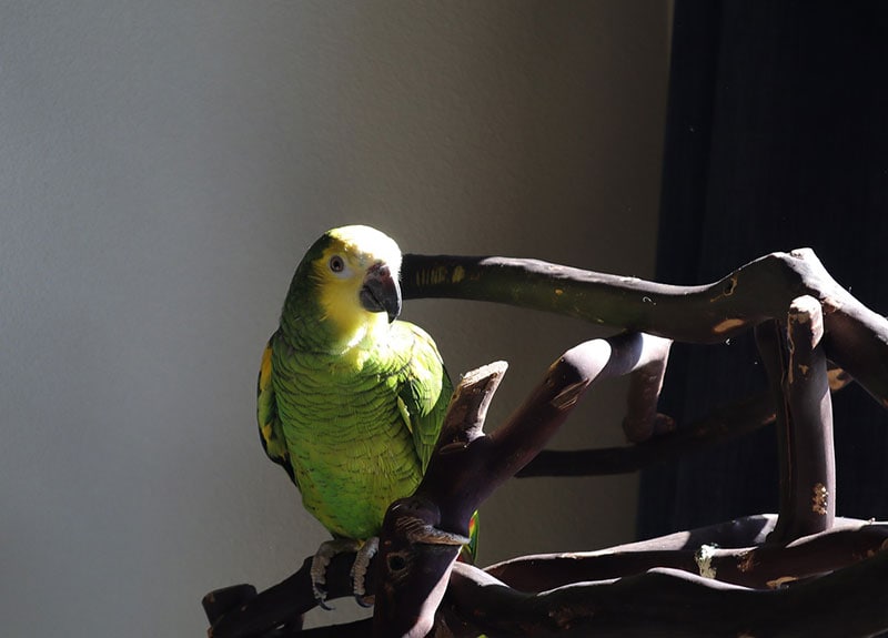 amazon parrot bird perching on a branch