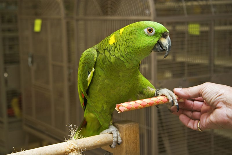 amazon parrot stepping up on stick