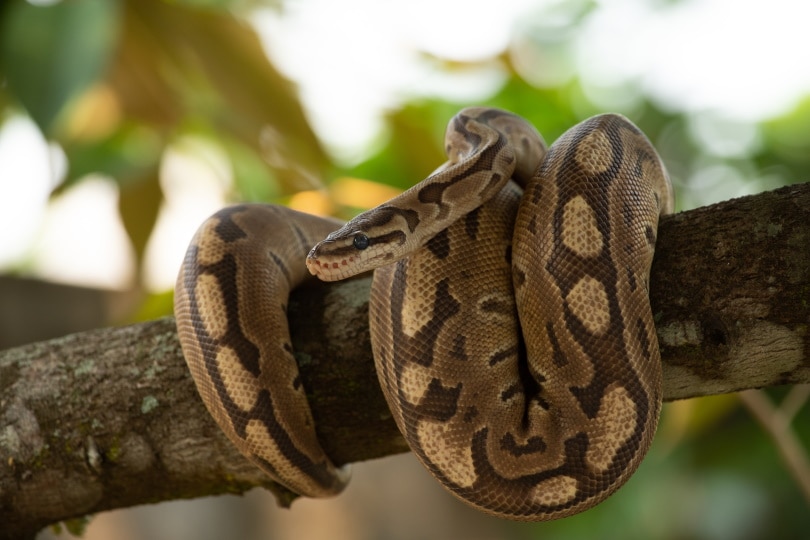 7 Fun Facts About Python Snakes You Probably Didn't Know