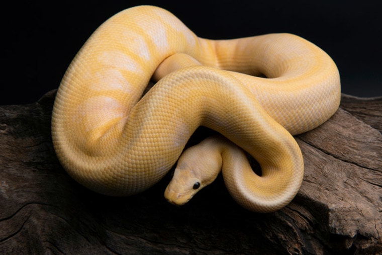 banana ball python on a log
