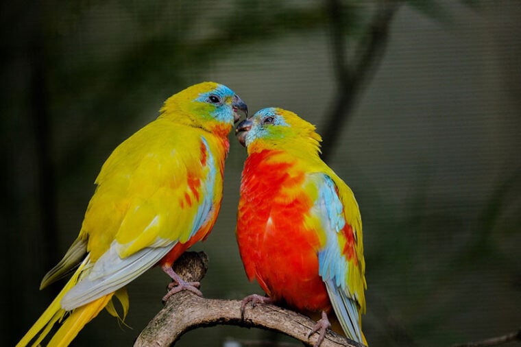 beautiful parakeet