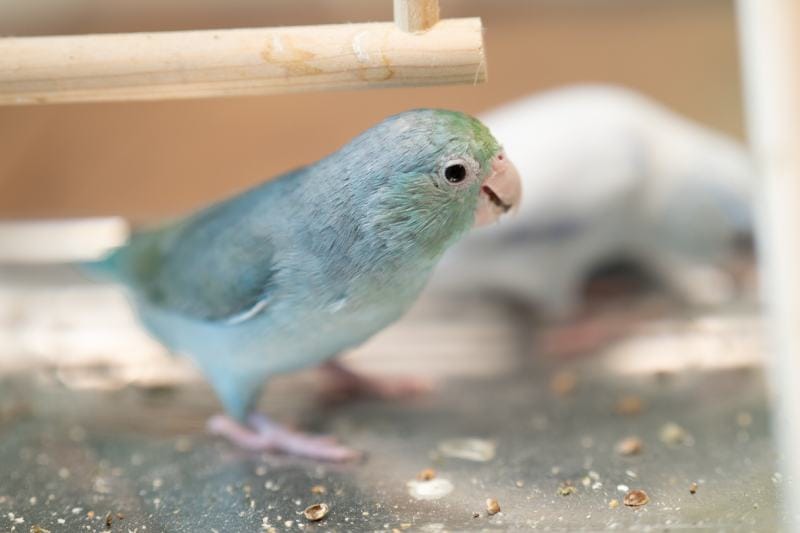 bird parrot parakeet forpus parrotlet blue turquoise color stand on toy branch