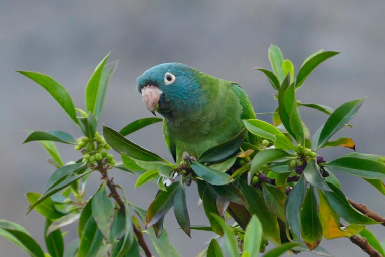 blue crowned conure in the wilderness