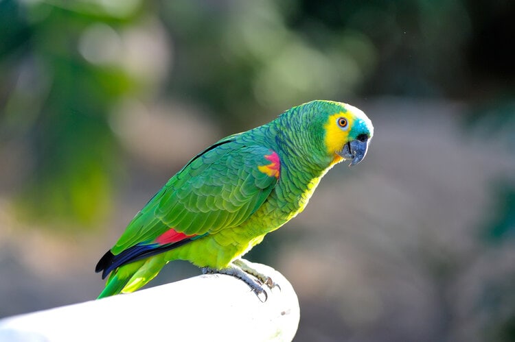 blue-fronted-amazon-parrot