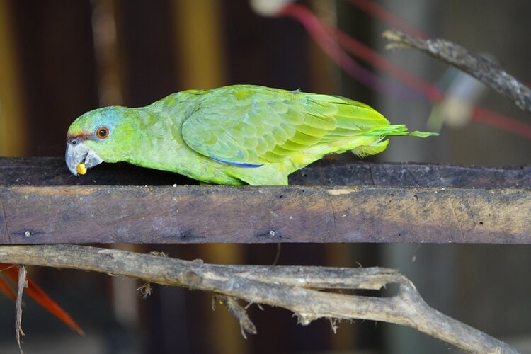 blue-fronted-amazon-parrot