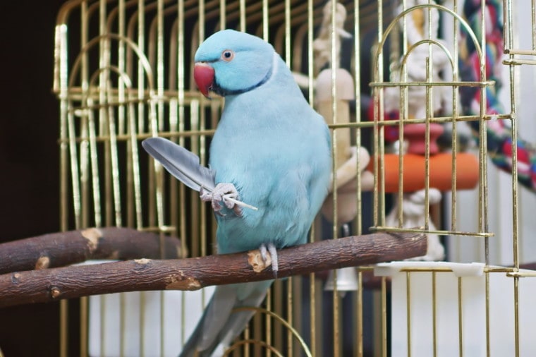blue indian ringneck parakeet