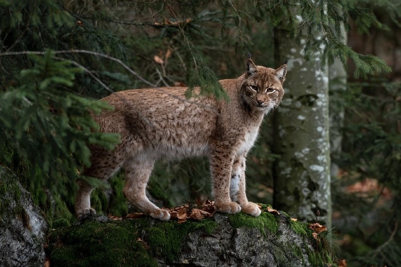 bobcat in the forest
