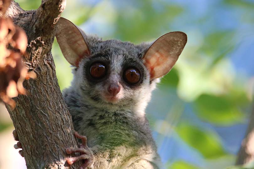 Do Bush Babies Make Good Pets? What You Need to Know! | Pet Keen